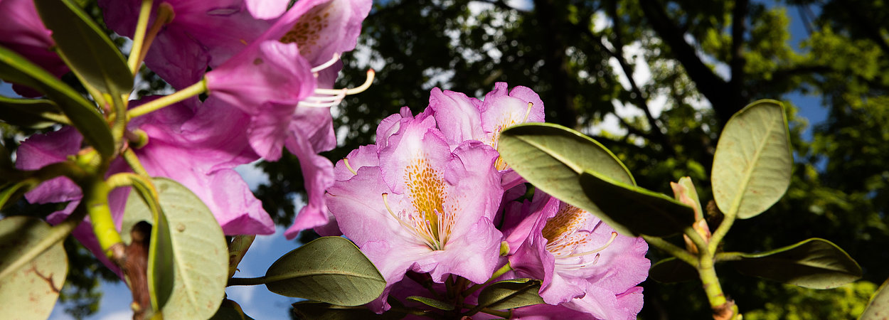 Pinke Rhododendren im Detail