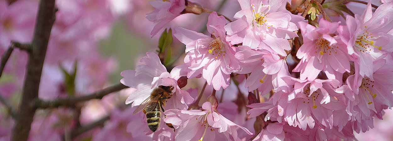 Bienen bestäuben Blüten im Britzer Garten