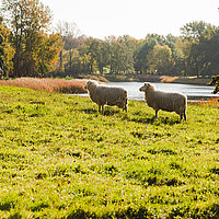 Schafe am See im Britzer Garten