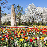 Die "Tulipan im Britzer Garten" in voller Blüte, dahinter weiß blühende Obstbäume