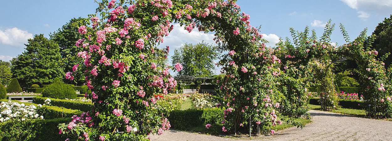 Ein Weg durch den Rosengarten im Britzer Garten