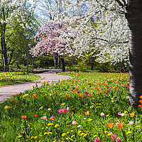 Die "Tulipan im Britzer Garten" in voller Blüte